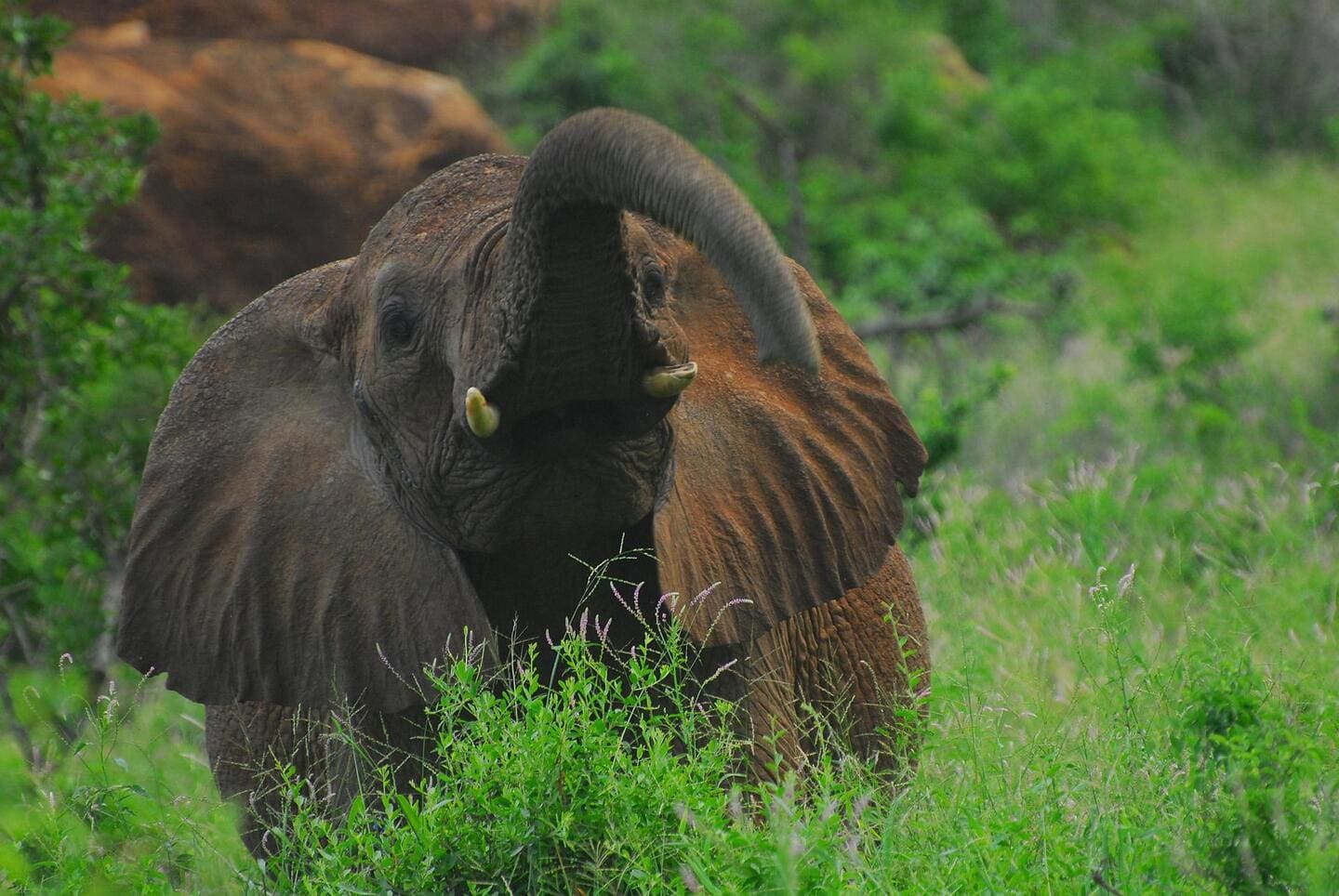 Kenya