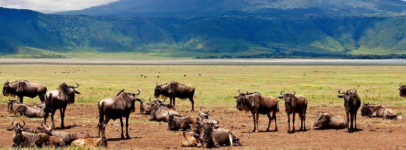 Ngorongoro Crater