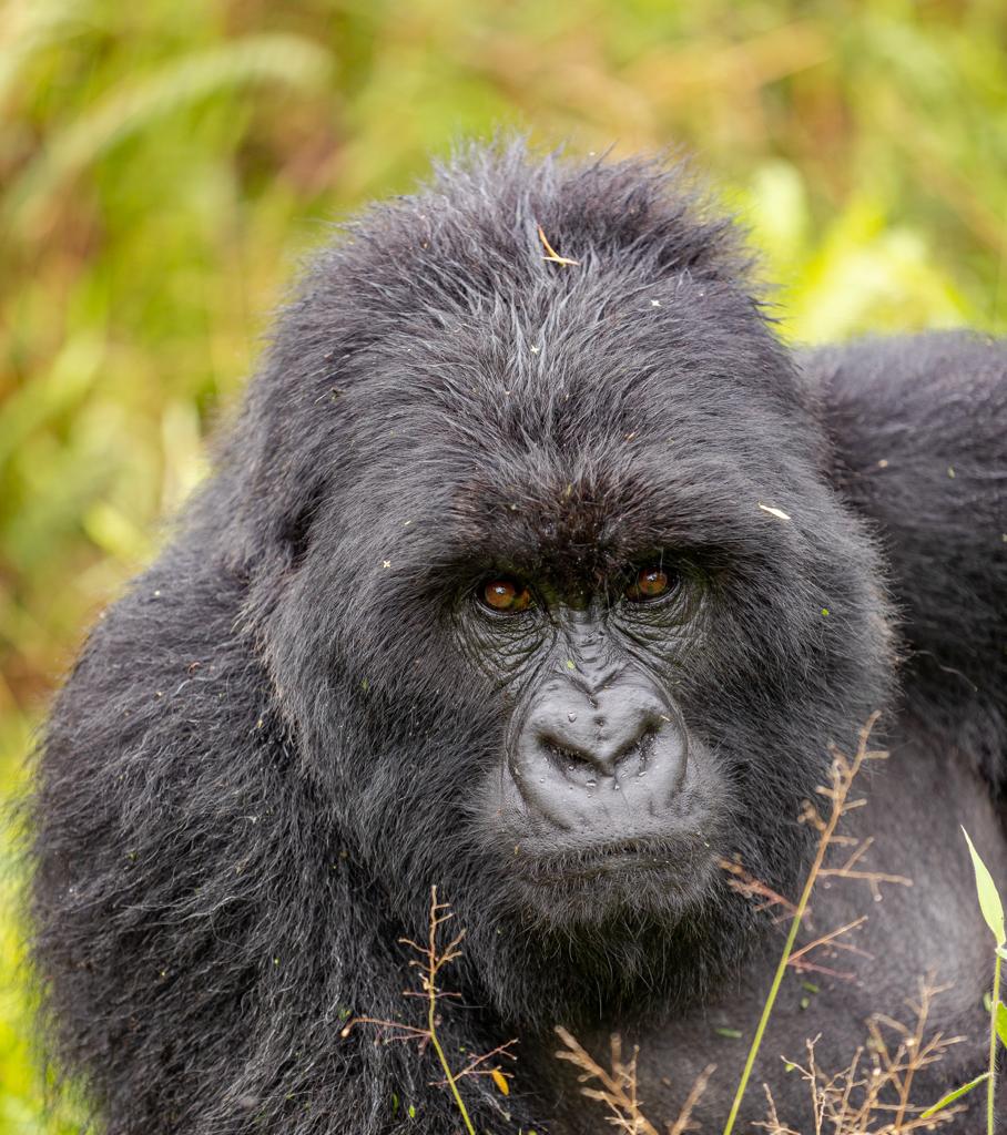 Uganda