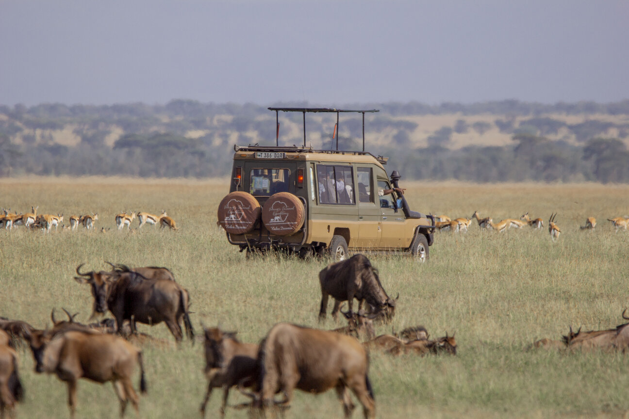 tanzania safari
