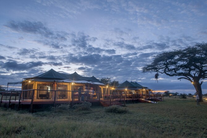 Serengeti Acacia Cam